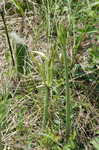 Northern spiderlily